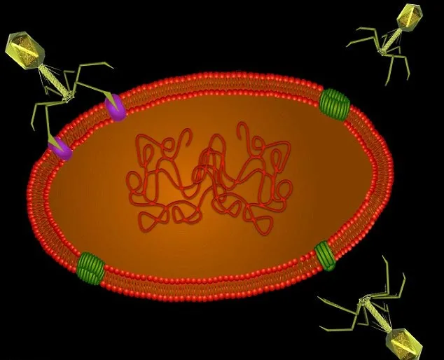 Ảnh mô phỏng cách loại virus mới biến đổi "đầu mút neo đậu" (màu tím) để lây nhiễm cho vi khuẩn archae