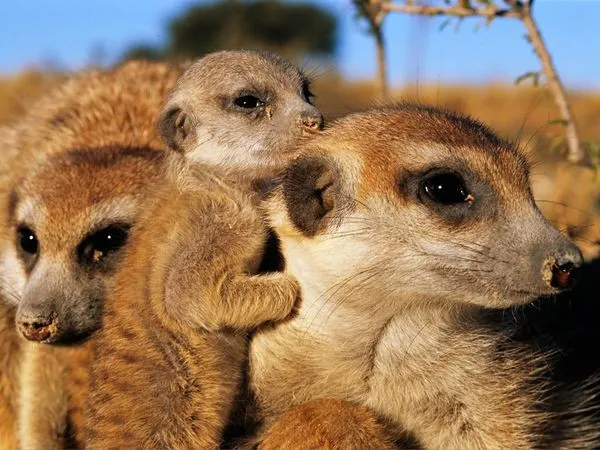 Chồn Meerkat sống theo bầy đàn
