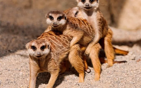 Chồn Meerkat sống theo bầy đàn