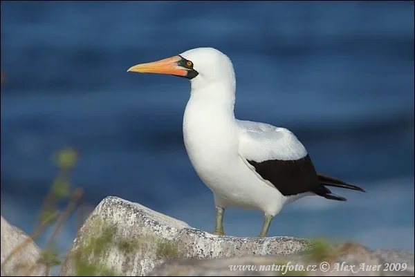 Chim Nazca Booby