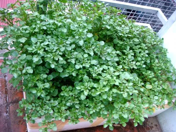 Rau cải xoong