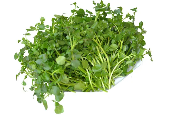 Rau cải xoong