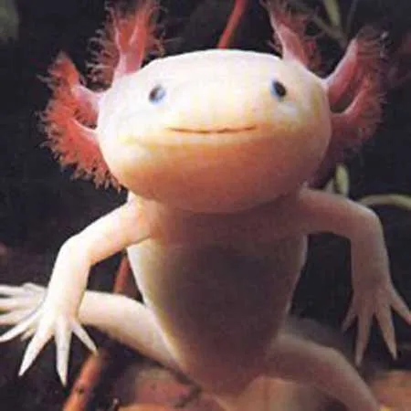 Cá Axolotl