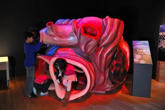 Cá voi có một trái tim khổng lồ