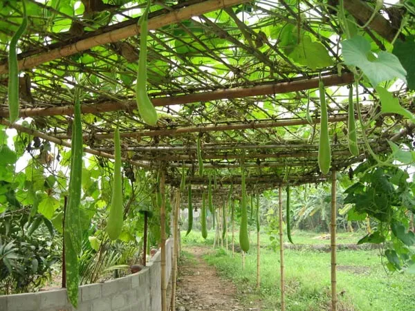 Kỹ thuật trồng cây bầu