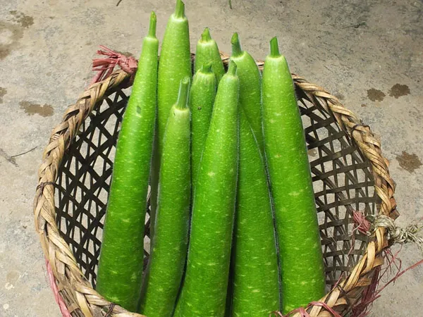 Kỹ thuật trồng cây bầu