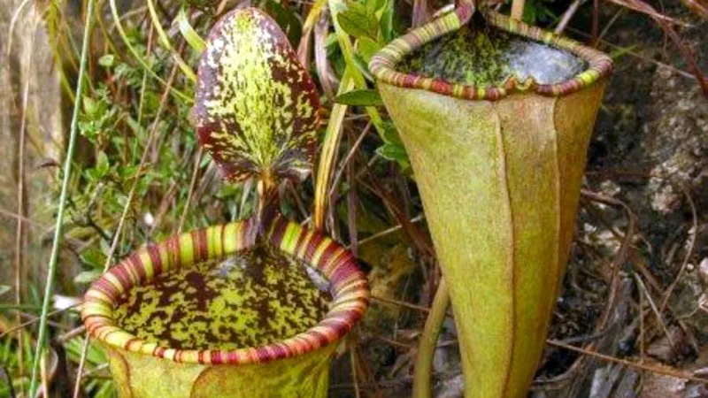Loài N. attenboroughii với chiếc "ấm" khổng lồ