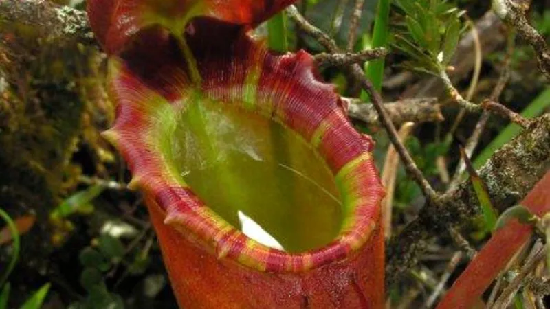 Loài Nepenthes rajah đủ lớn để nuốt cả chuột