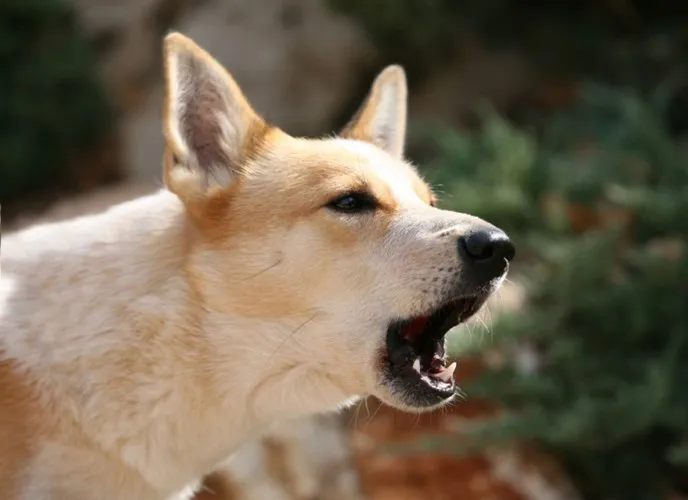 Chó sủa vì nhiều lý do