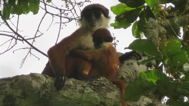 Tìm thấy loài khỉ tưởng đã tuyệt chủng - khỉ đỏ Bouvier colobus.
