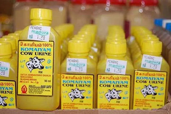 Bia làm từ nước tiểu bò