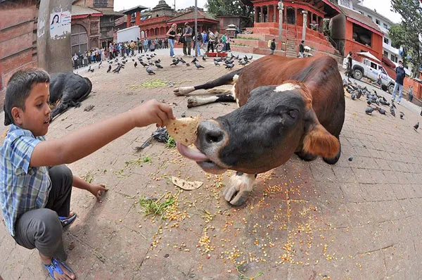 Người dân Nepal coi bò là động vật linh thiêng