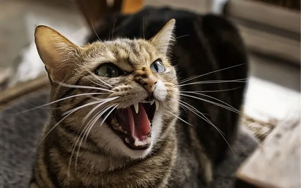 Mèo