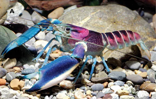 Loài tôm Cherax pulcher