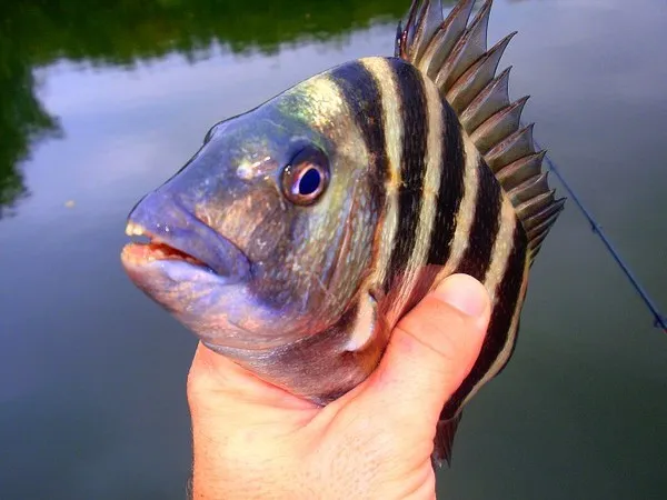 Cá Sheepshead