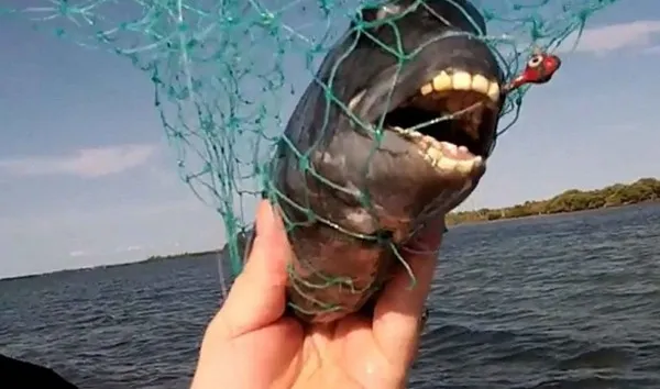 Cá sheepshead không hề dữ tợn