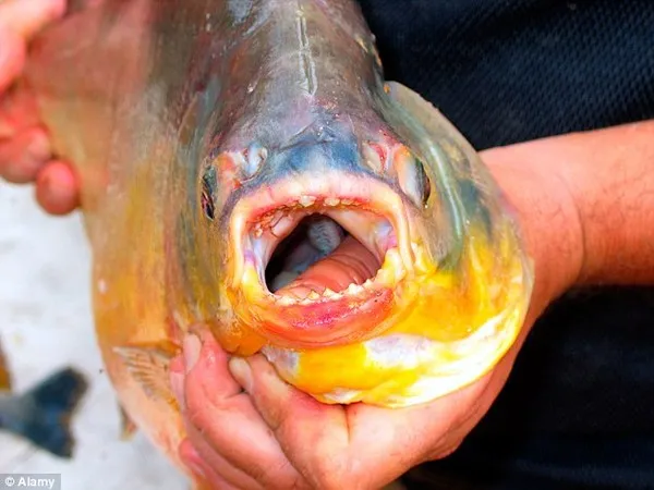 Cá Pacu