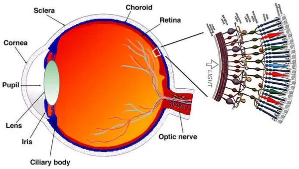 Dự đoán chính xác tính cách của bạn