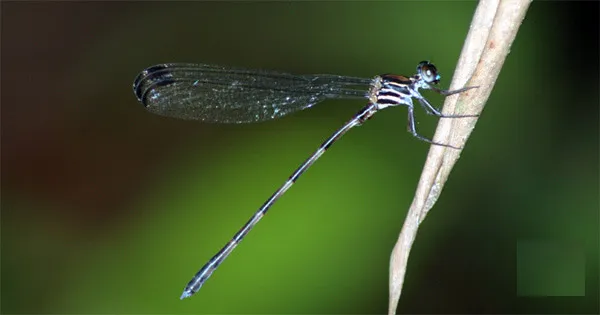 Chuồn chuồn - Devadatta cyanocephala