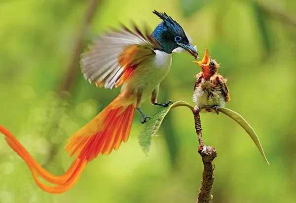 Động vật