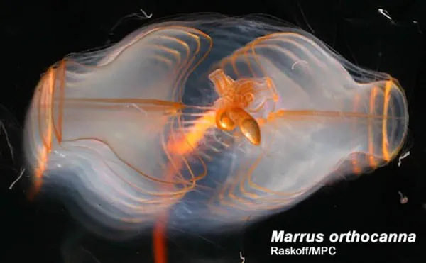 Marrus orthocanna có cấu tạo cơ thể dạng chuông