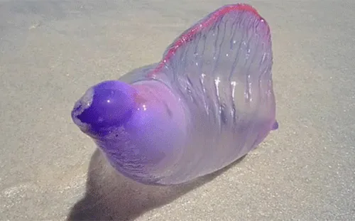 Physalia physalis