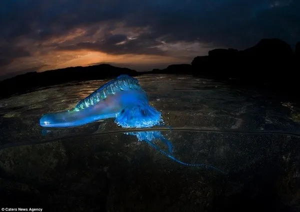 Một phân loài Siphonophores
