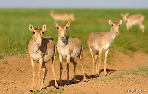 Linh dương Saiga mất vì bệnh