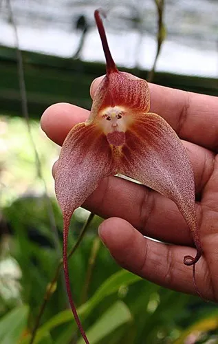 Hoa lan mặt khỉ