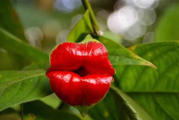 Hoa đôi môi nóng bỏng