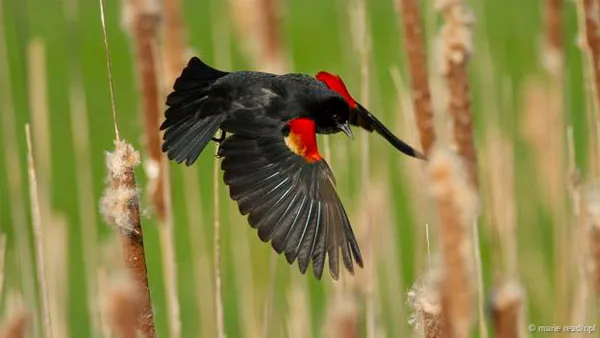 Chim mun áo đỏ