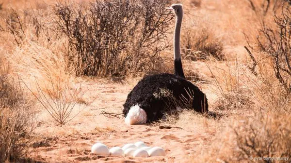 Đà điểu Struthio camelus