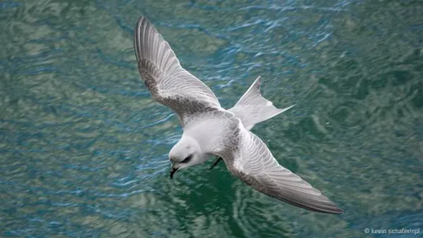 Chim hải âu báo bão petrel