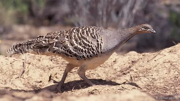 Loài chim Leipoa ocellata