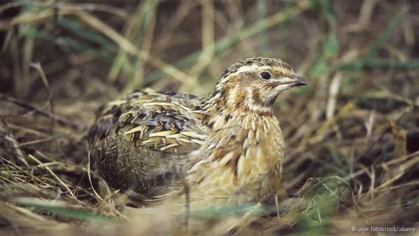 Chim cút Nhật Bản