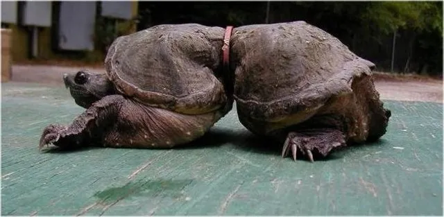 Mai rùa không hẳn là cái giáp bảo vệ.