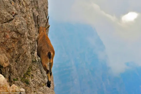 Dê thuộc bộ Artiodactyla