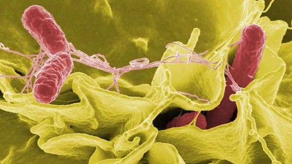 Salmonella có thể được phòng tránh bằng cách vệ sinh tay sạch sẽ.