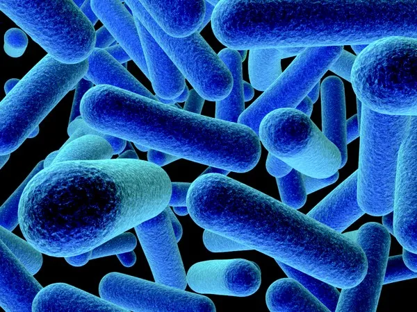 Listeria