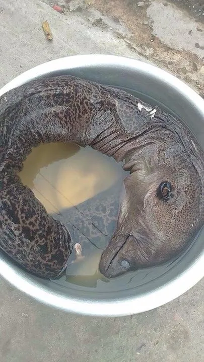 Cá quý hiếm
