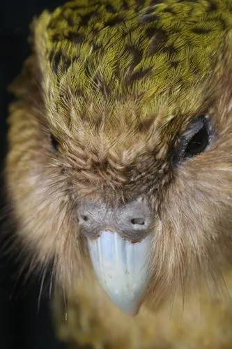Vẹt Kakapo