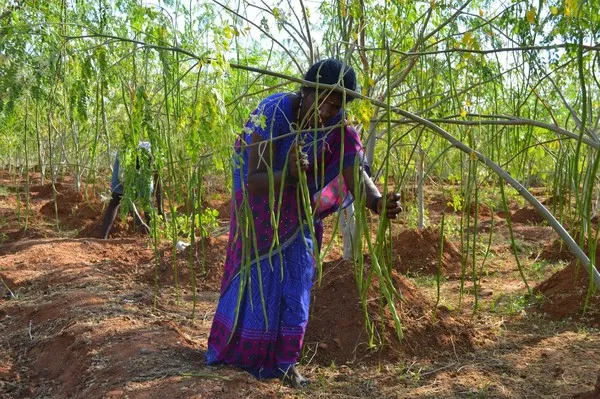 Cây Moringa oleifera