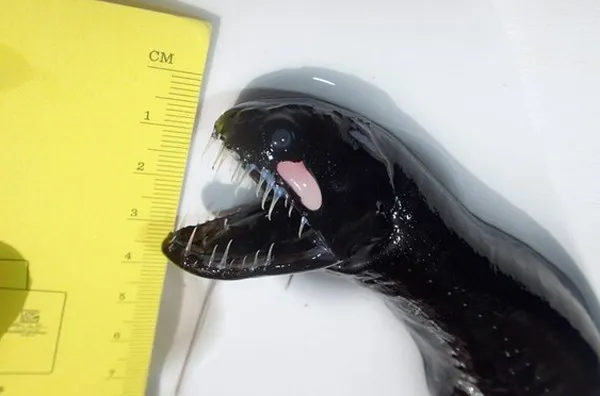 Idiacanthus atlanticus