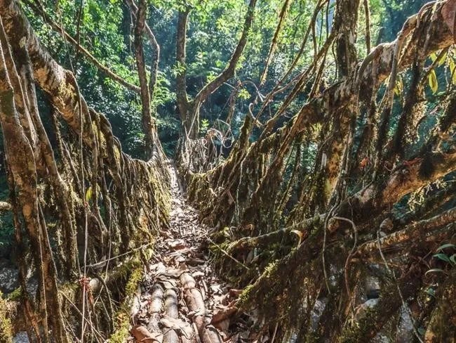 Cherrapunji, Ấn Độ