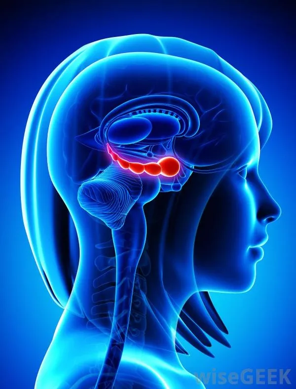 Vị trí vùng hippocampus