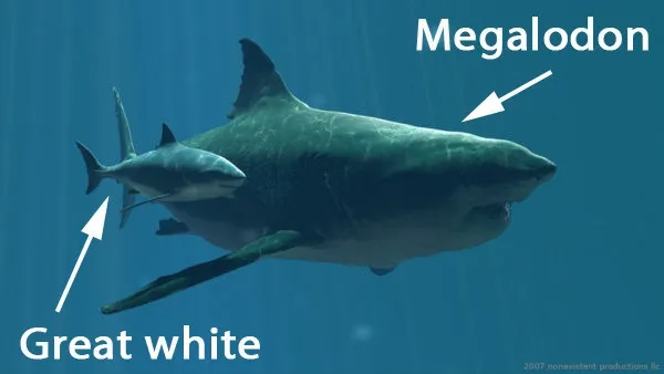 Kích thước giữa cá mập trắng ngày nay và cá mập Megalodon.