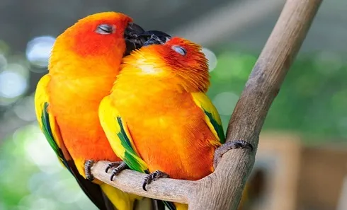 Nụ hôn rực rỡ của hai chú vẹt