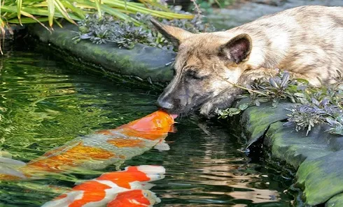 Chú chó Hà Lan Shepherd Wiebe âu yêu lũ cá