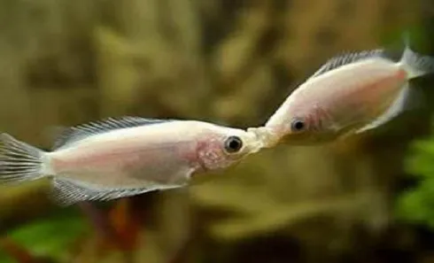 Nụ hôn lãng mạn dưới nước