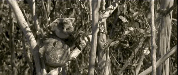 Gấu Koala